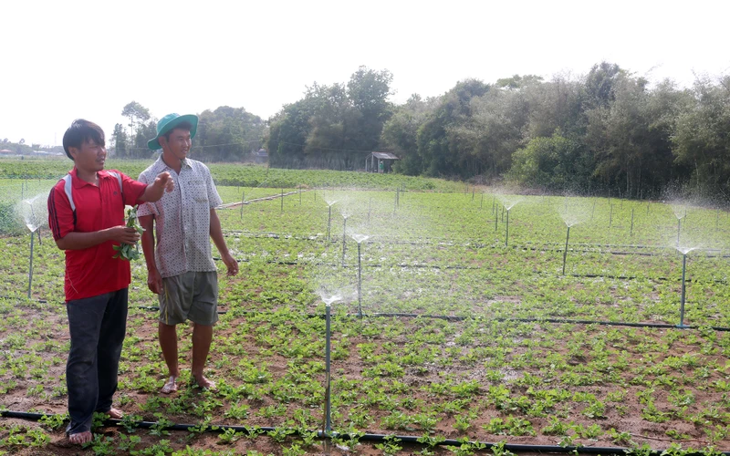 Nông dân huyện Cầu Ngang (Trà Vinh) trồng màu trên đất giồng cát và tưới tiết kiệm từ nguồn nước của hồ trữ nước Long Sơn. (Ảnh MINH KHỞI) 