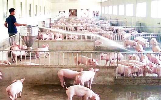 Hộ chăn nuôi chăm sóc đàn lợn tại Thái Bình. (Ảnh MAI TÚ) 