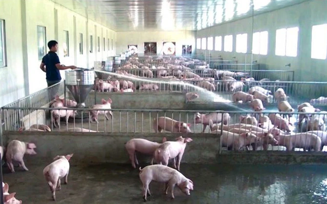 Hộ chăn nuôi ở xã Bách Thuận, huyện Vũ Thư, tỉnh Thái Bình đang cố duy trì đàn lợn trước cảnh rớt giá. (Ảnh MAI TÚ) 
