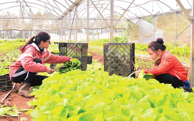 Trồng rau sạch trong nhà màng tại Măng Ðen, mang lại thu nhập ổn định cho người dân. 