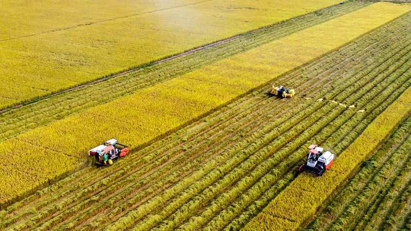 Thu hoạch lúa bằng máy gặt đập liên hợp tại xã Tân Lập, huyện Mộc Hóa, tỉnh Long An. (Ảnh Lê Hoàng Thái) 