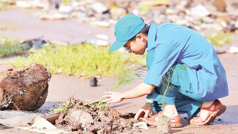 Trồng cây xanh tái tạo môi trường xanh, sạch cho đê biển Gò Công.