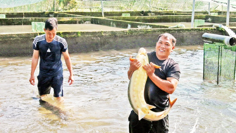 Anh Huỳnh Ngọc Thu (người bên phải) trong trang trại nuôi cá tầm của gia đình. 