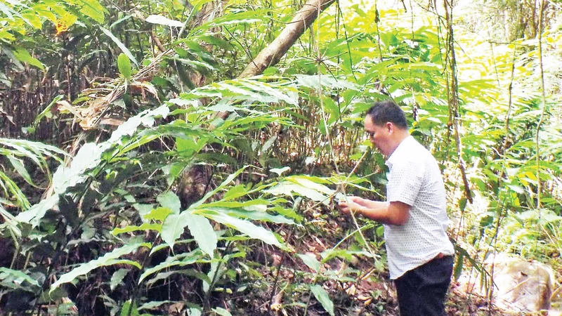 Người dân ở xã Bắc Xa, Đình Lập, tỉnh Lạng Sơn trồng cây sa nhân dưới tán rừng. 