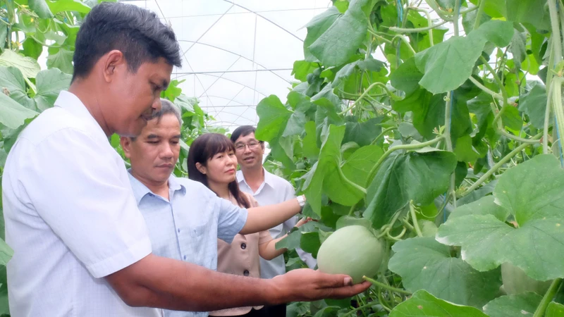 Mô hình trồng dưa lưới công nghệ cao của người dân xã Lộc Hưng, huyện Lộc Ninh, tỉnh Bình Phước đang mang lại hiệu quả kinh tế cao.