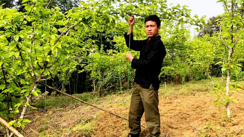 Gia đình anh Ly Cá Sứ, ở xã Y Tý trồng lê Tai Nung kết hợp làm du lịch nông nghiệp đem lại thu nhập cao, ổn định. 