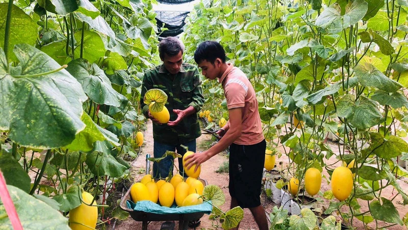 Bắc Kạn tập trung hỗ trợ phát triển sản xuất thông qua các hợp tác xã. (Trong ảnh: Thành viên Hợp tác xã Đại Hà, huyện Bạch Thông thu hoạch dưa trồng trong nhà lưới). (Ảnh: HƯƠNG DỊU).