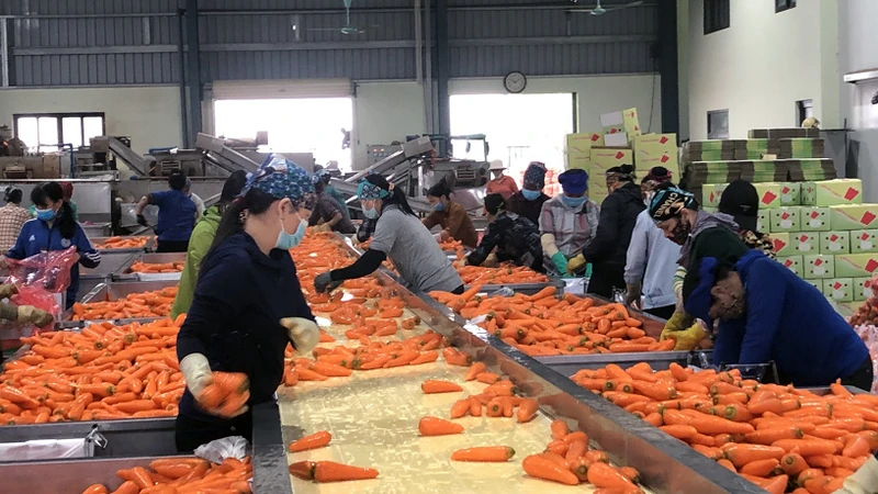 Sơ chế sản phẩm cà-rốt tại tỉnh Hải Dương. 