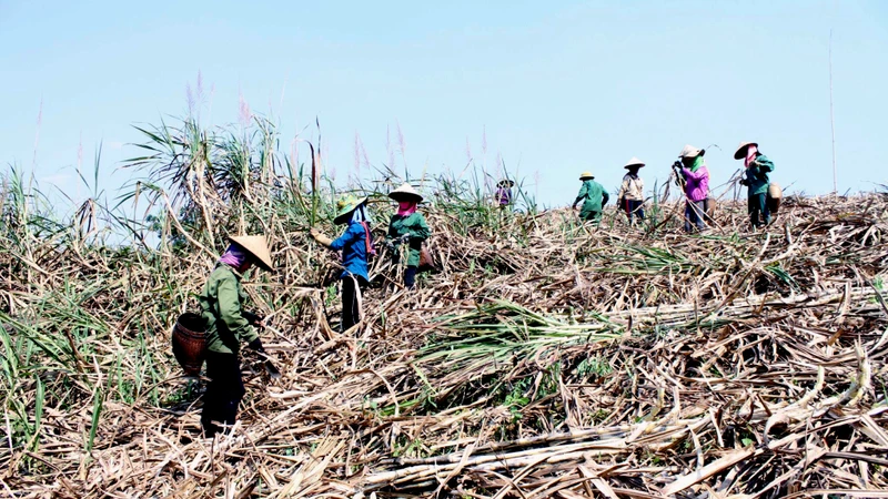 Người dân tỉnh Sơn La thu hoạch mía. (Ảnh QUỐC TUẤN) 