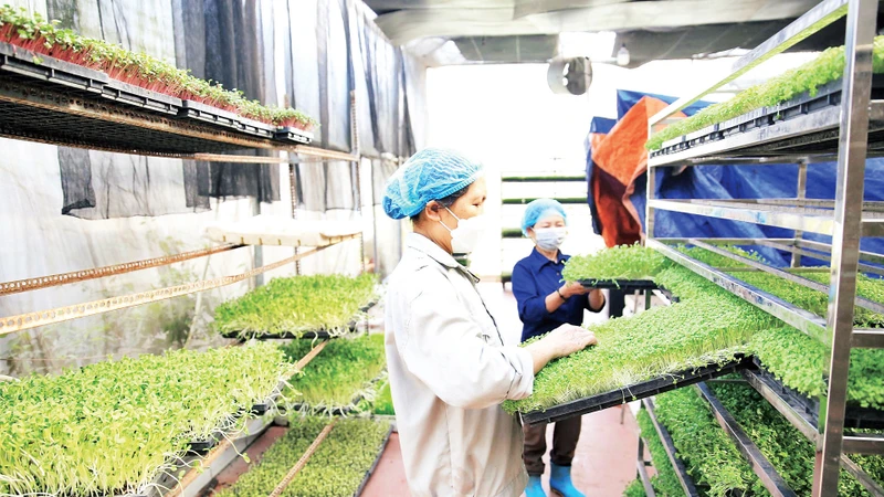 Mô hình trồng rau mầm tại Hợp tác xã Sản xuất và Dịch vụ nông nghiệp Thanh Hà (huyện Thường Tín) cho hiệu quả kinh tế cao. (Ảnh BẠCH THANH) 