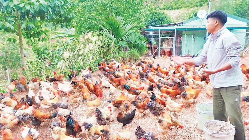 Mô hình nuôi gà bằng dược liệu đang được nhân rộng trên địa bàn huyện Ba Chẽ, tỉnh Quảng Ninh. 