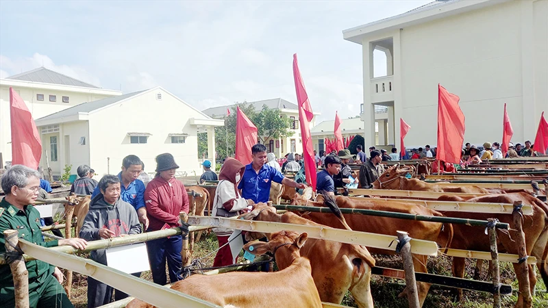 Trao hơn 330 con bò giống tặng đồng bào dân tộc miền núi huyện Nam Giang