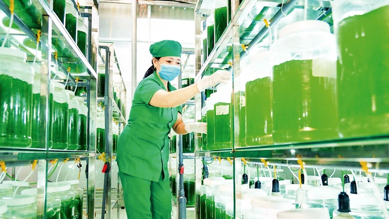 Sản phẩm Tảo xoắn ở Quỳnh Lưu - một sản phẩm OCOP chất lượng cao được người tiêu dùng tin dùng. 