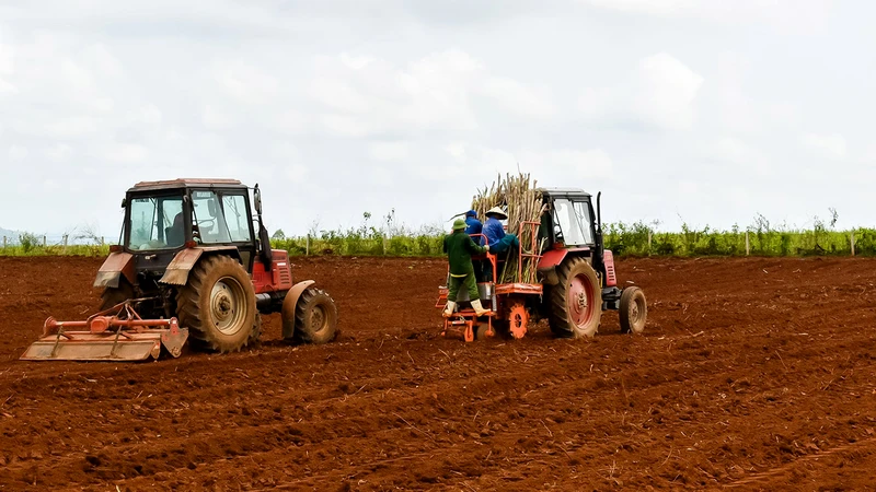 Trồng mía bằng cơ giới ở nhiều vùng nguyên liệu của NASU Nghệ An. 