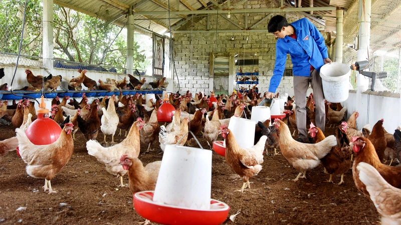 Trang trại nuôi gà đẻ trứng của nông dân ở xã Thanh Nguyên, huyện Thanh Liêm, tỉnh Hà Nam. (Ảnh TRẦN HẢI)