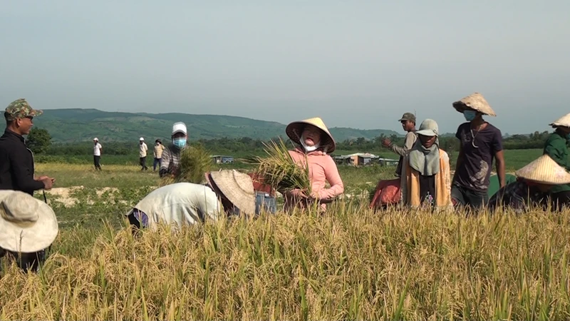Người dân Ê Đê xã Ea Trol huyện Sông Hinh thu hoạch lúa nước.