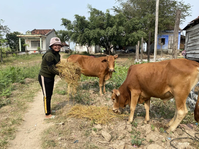 Gia đình Chị H’ Diêm, dân tộc Chăm H’Roi ở thôn Suối Bạc, xã Suối Bạc, huyện Sơn Hòa được vay vốn ưu đãi để mua bò, phát triển kinh tế.