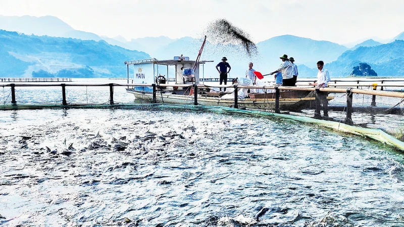 Những năm qua, nghề nuôi cá lồng đã đem lại thu nhập ổn định cho khoảng 2.000 hộ dân vùng lòng hồ sông Đà. 