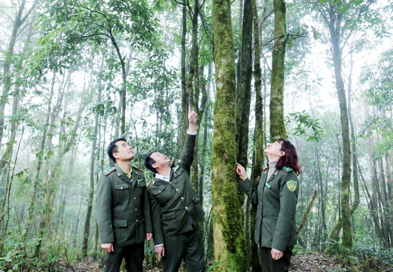 Lực lượng kiểm lâm Lào Cai quản lý, bảo vệ rừng tại Vườn quốc gia Hoàng Liên. 