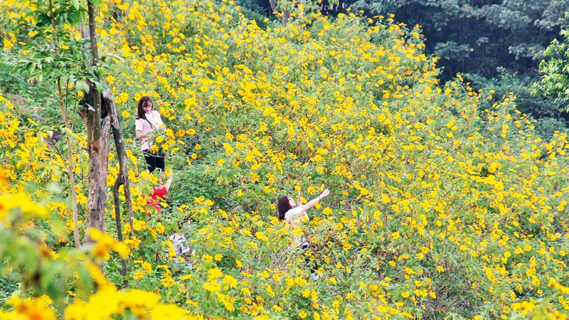 Khách du lịch đắm mình trong sắc hoa dã quỳ ở Vườn quốc gia Ba Vì. 