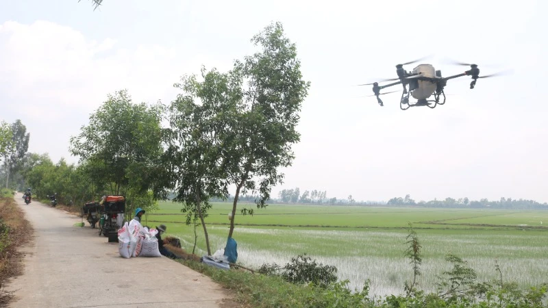 Sử dụng thiết bị bay không người lái để phun thuốc, bón phân đã phổ biến tại các tỉnh, thành phố khu vực Tây Nam Bộ. (Ảnh MINH KHỞI)