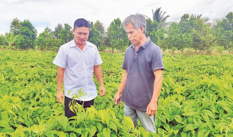 Ông Phạm Văn Bì (người bên phải), ngụ xã Long Mỹ, huyện Mang Thít bên ruộng khoai mỡ được đầu tư sản xuất từ vốn vay ngân hàng chính sách xã hội. 