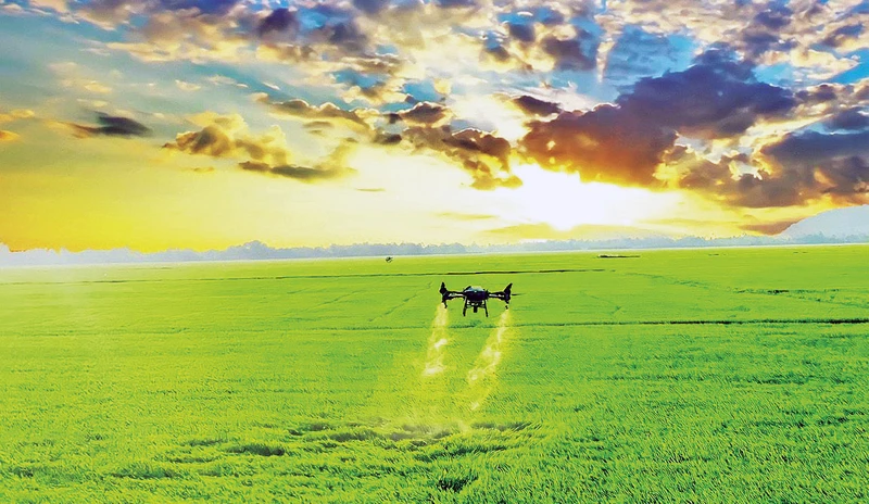  Ứng dụng máy bay không người lái (drone) để phun thuốc bảo vệ thực vật trong sản xuất lúa. (Ảnh: Hà An)