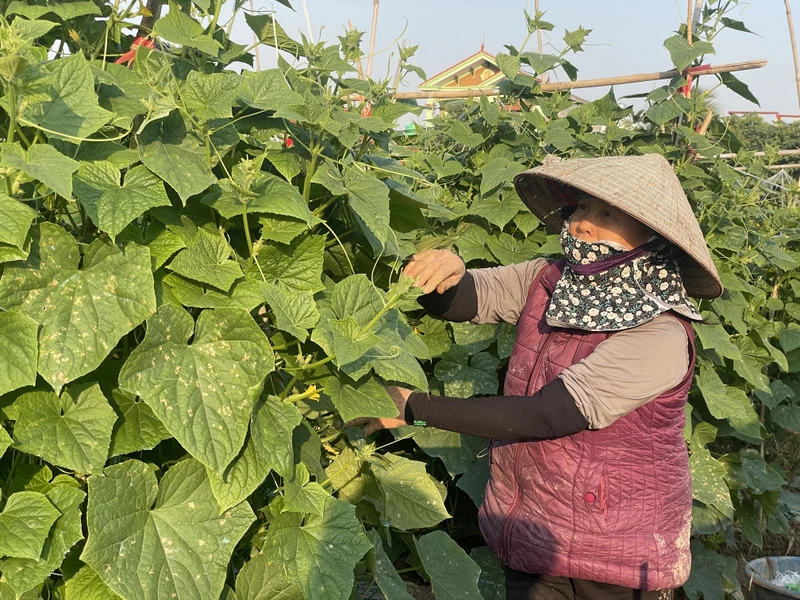 Nhiều hộ dân tại xã Tiên Thanh liên kết với Hợp tác xã Thuấn Lanh (Hải Phòng) trồng dưa bao tử. 