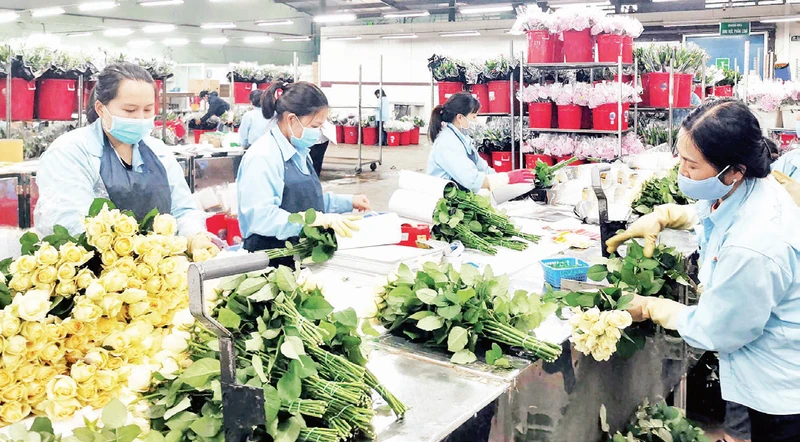 Sản xuất hoa công nghệ cao tại Công ty TNHH Dalat Hasfarm. 