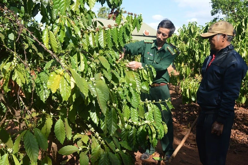 Cán bộ Đồn Biên phòng Ia Chía (Bộ đội Biên phòng Gia Lai) hướng dẫn đồng bào dân tộc thiểu số chăm sóc cây cà-phê. 
