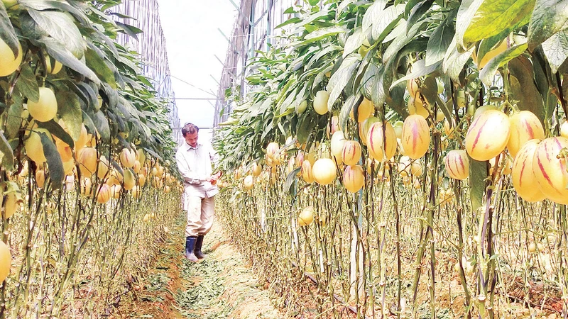 Nhiều nhà vườn tại Lâm Đồng áp dụng giải pháp tưới nhỏ giọt mang lại hiệu quả cao trong sản xuất nông nghiệp.