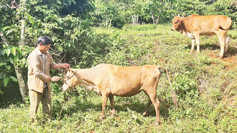 Các hộ nghèo ở xã Quảng Trực, huyện Tuy Đức được hỗ trợ bò giống. 