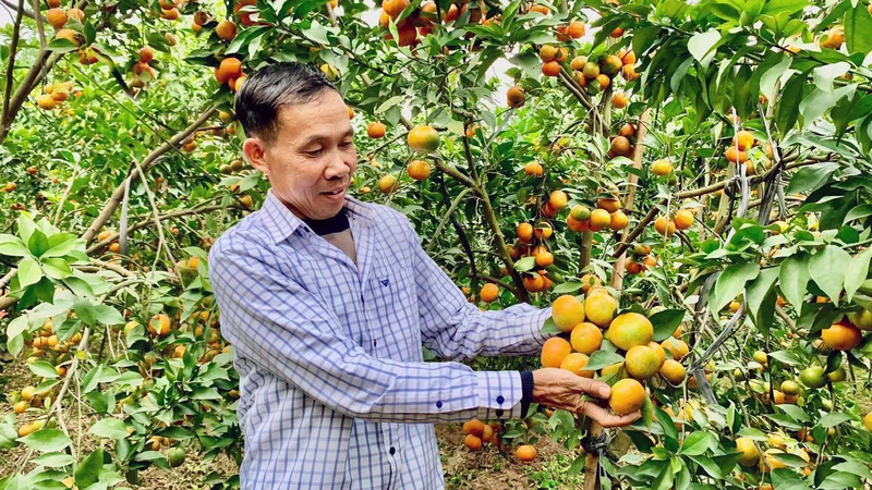 Nông dân xã Tứ Dân, huyện Khoái Châu (tỉnh Hưng Yên) chuyển sang trồng cam mang lại thu nhập cao. 