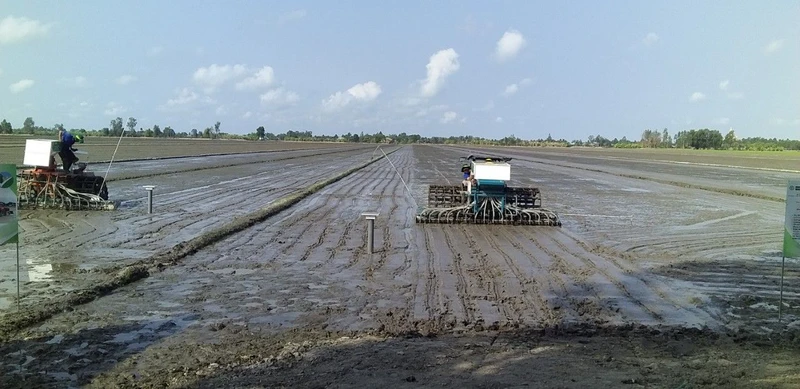 Gieo trồng lúa giảm phát thải trên cánh đồng thí điểm 50 ha của Hợp tác xã Thuận Tiến, xã Thạnh An, huyện Vĩnh Thạnh, thành phố Cần Thơ. (Ảnh HÀ AN) 