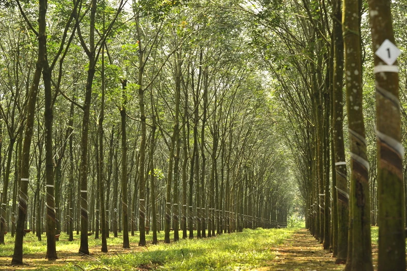 Diện tích cao su đạt chứng chỉ quản lý rừng bền vững (FSC) của Tập đoàn Công nghiệp Cao su Việt Nam. (Ảnh TRẦN TUẤN)