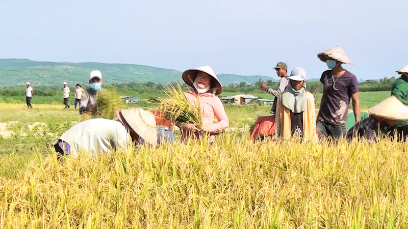 Người dân buôn Đức Mùi, xã Ea Trol, huyện Sông Hinh (Phú Yên) vui mừng thu hoạch mùa lúa nước bội thu.