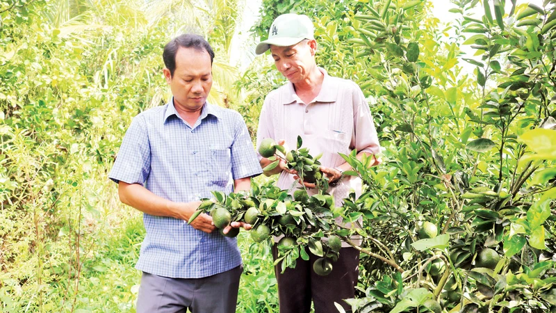 Đồng chí Sơn Khởi, Chủ tịch Hội Cựu chiến binh xã Châu Điền, huyện Cầu Kè (bên trái) thăm mô hình trồng cam sành trên đất lúa tại ấp Xóm Giữa. 