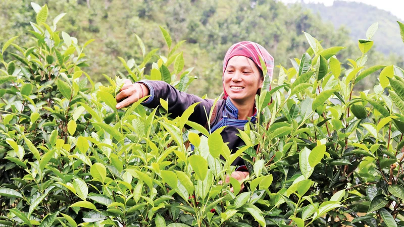 Phấn khởi thu hoạch chè búp.