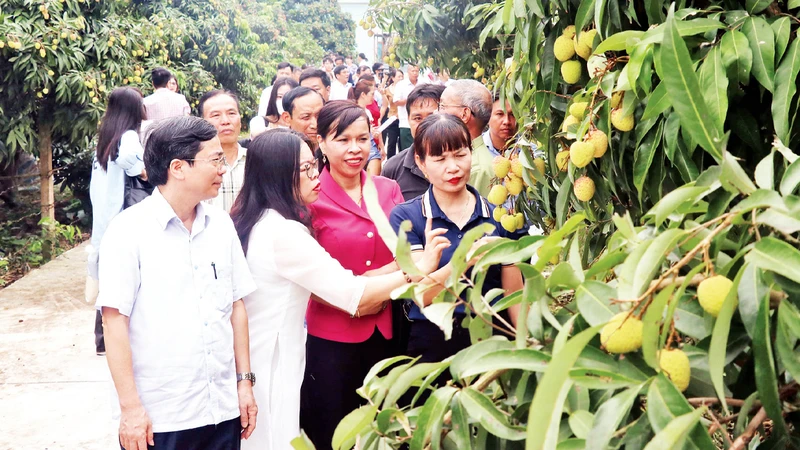 Nông dân xã Tam Đa, huyện Phù Cừ, tỉnh Hưng Yên, chuyển đổi từ trồng lúa sang trồng vải lai chín sớm mang lại hiệu quả kinh tế cao. 