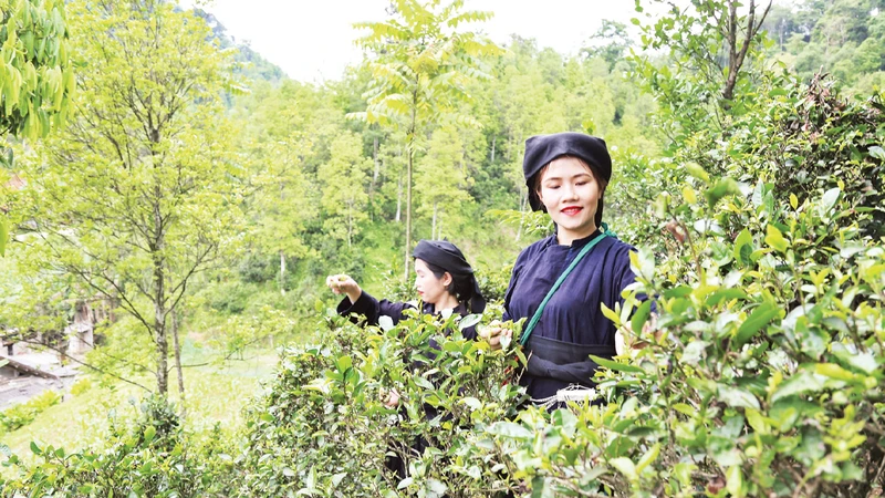 Trồng chè dưới tán rừng cây hồi tại thôn Khau Phụ, thị trấn Bình Gia, huyện Bình Gia (Lạng Sơn), đem lại hiệu quả kinh tế cao. 