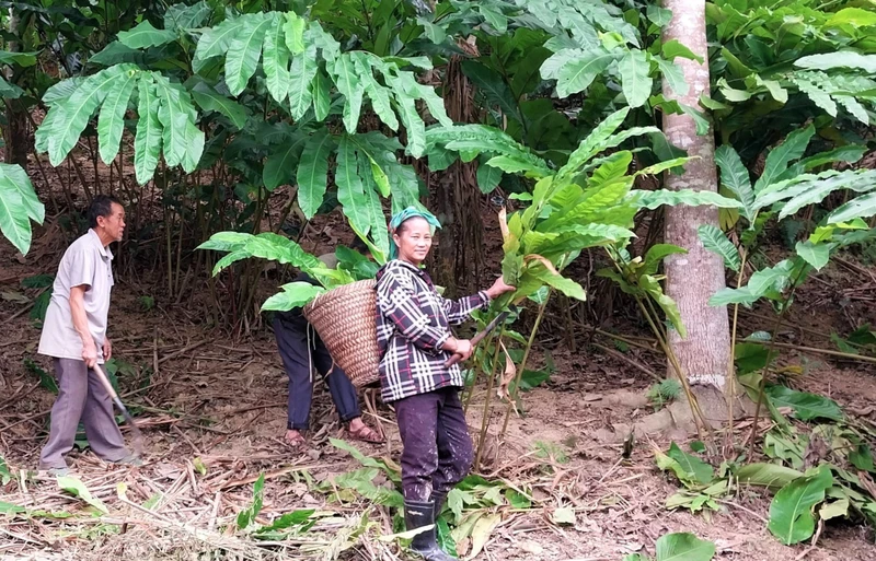 Mô hình trồng bo bo dưới tán rừng mang lại thu nhập bền vững cho nhiều hộ gia đình ở xã Tam Hợp, huyện Tương Dương. 