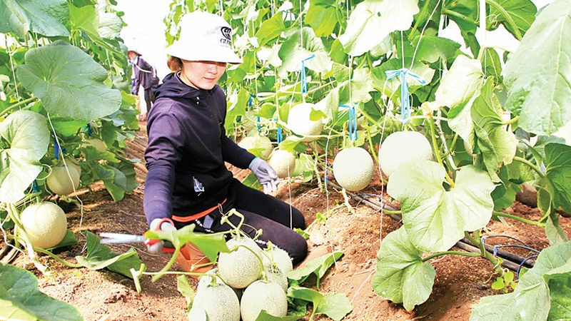 Sản phẩm dưa lưới của Trang trại Nắng và Gió ở thôn Phú Thuận, xã Mỹ Sơn, huyện Ninh Sơn được sản xuất theo kỹ thuật nông nghiệp tuần hoàn, đem lại hiệu quả kinh tế cao. 