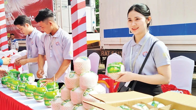 Dừa tươi được Công ty cổ phần Vận tải và Thương mại đường sắt (Ratraco) phối hợp Công ty cổ phần FADO IExport xuất khẩu sang Trung Quốc. 