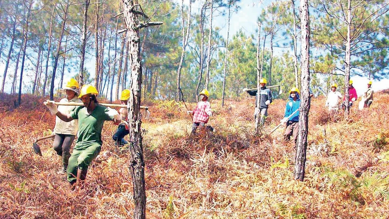 Hộ nhận khoán quản lý bảo vệ rừng tại Lâm Đồng tuần tra rừng mùa khô.