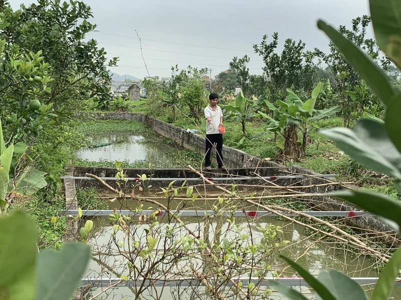 Mô hình trang trại đa canh của anh Vũ Ngọc Tú (thôn Nham Tràng, xã Thanh Tân, huyện Thanh Liêm)