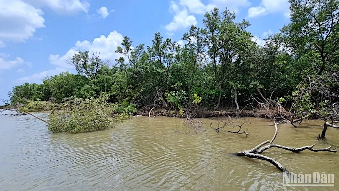 Cây rừng bị sóng dữ phương hại vùng ven biển Cà Mau, khiến tiến trình sạt lở ngày càng nhanh chóng.
