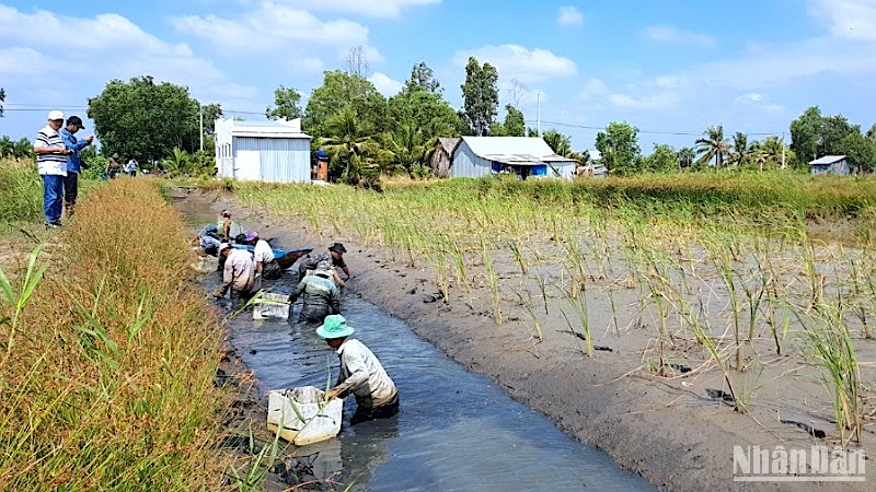 Nông dân vùng lúa-tôm huyện Thới Bình (Cà Mau) thu hoạch tôm càng xanh canh tác chung với ruộng lúa vào mùa mưa.