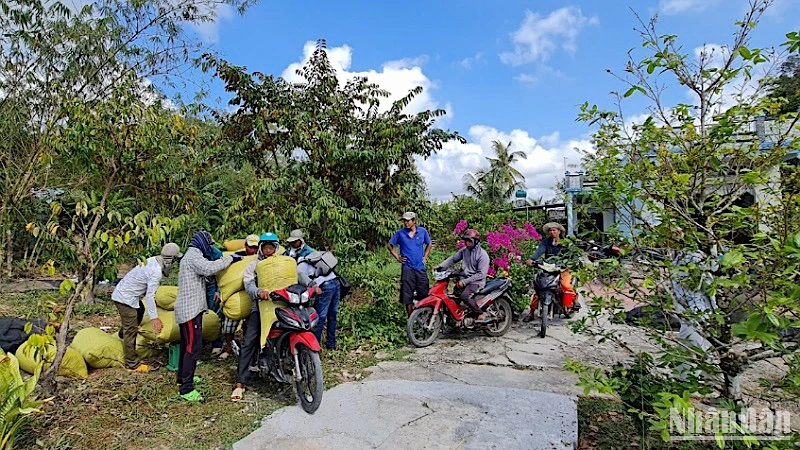 Nông dân huyện Trần Văn Thời thuê xe gắn máy vận chuyển lúa bán cho thương lái.