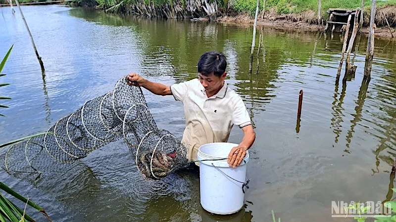 Nhờ được tập huấn, truyền nghề, nông dân vùng tôm-lúa Cà Mau biết áp dụng nuôi tôm theo quy trình hữu cơ đạt chuẩn quốc tế. 