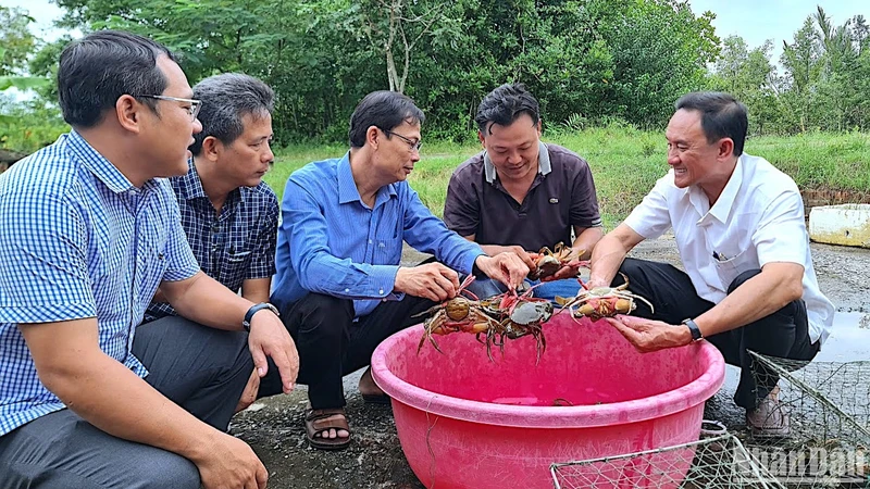 Cua biển nuôi trong môi trường tự nhiên là một trong những mặt hàng thuỷ sản xuất khẩu chủ lực tại Cà Mau. 